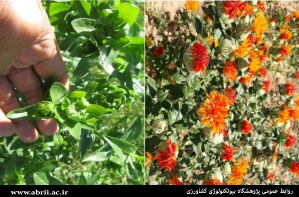 Introducing a new variety of safflower with unique features as forage feed-img